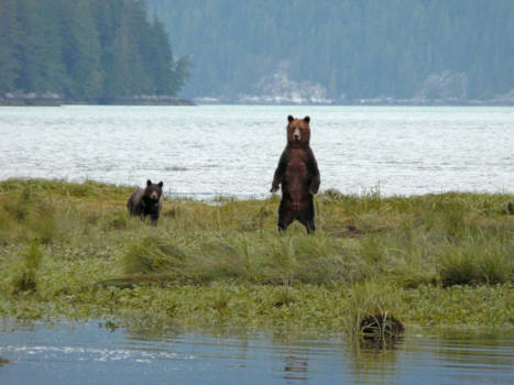 Vancouver Island - Standing Grizzly with cub, Knight Inlet Vancouver Island