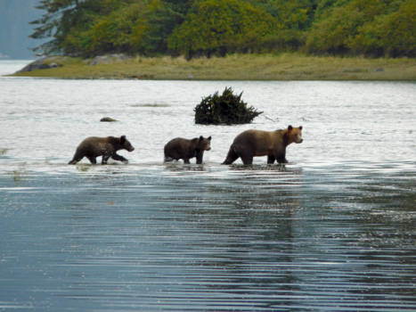 Vancouver Island - Grizzly mother and cubs crossing stream, Knight Inlet Vancounver Island