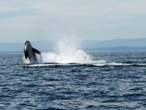 Canada - Breaching Killer Whale, Cowichan Bay Canada