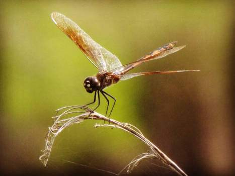Verenigde Staten - Libelle  in cypress forest florida