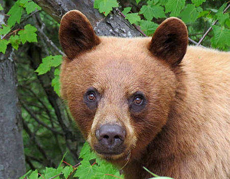 Canada - Cinnamon black bear