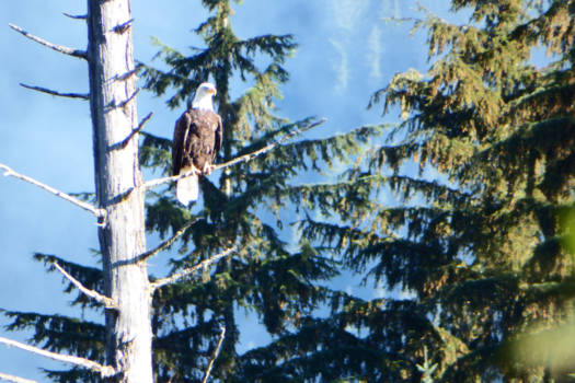 Vancouver - De bald eagle als symbool voor Noord-amarika