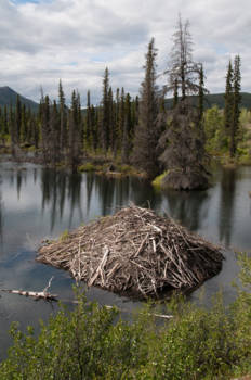 Canada - Beverburcht