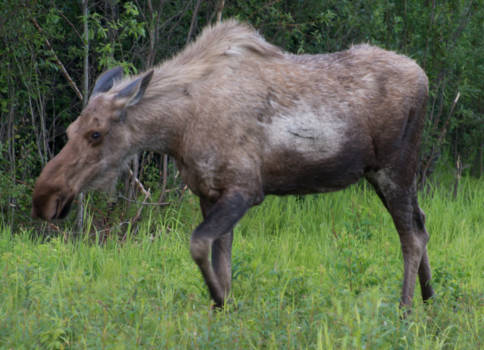 Canada - Moose