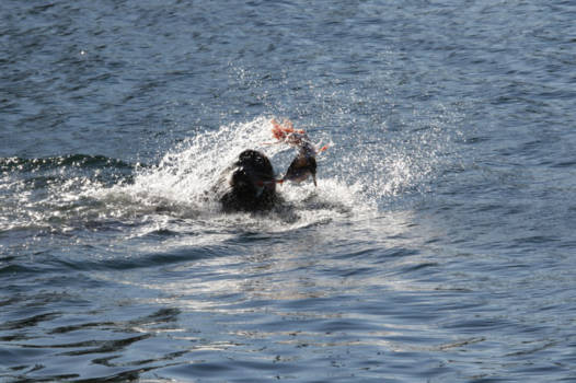 Vancouver Island - Get the fish! Seal vs Salmon.