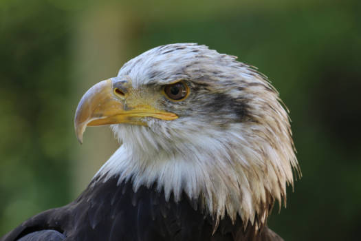 Vancouver Island - Eagle eye