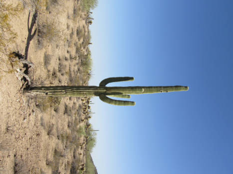 Verenigde Staten - Een beetje prikkelbaar