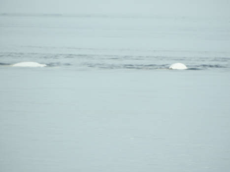 Canada - Beluga Whales
