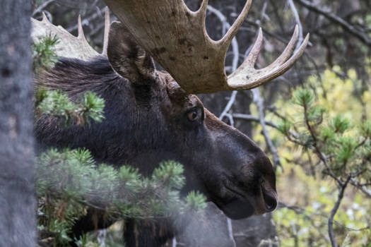 Jasper National Park - Moose