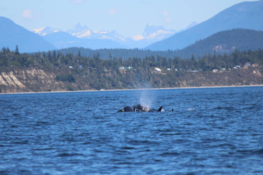 Vancouver Island - Traveling orca's