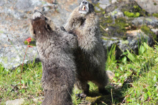 Jasper National Park - Fighting marmots
