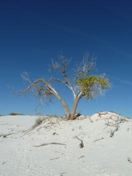 Verenigde Staten - White Sands
