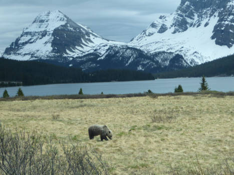Canada - Het perfecte plaatje van Canada@icefield parkway