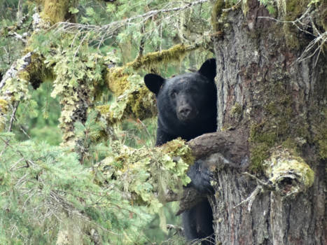 Vancouver Island - Black bear in a tree
