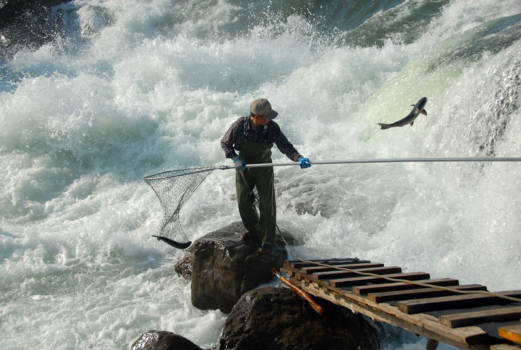 Canada - Salmon fishing British Columbia - wrong catch?