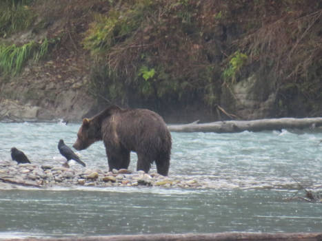 Jasper National Park - Vissende beer in de regen op 20 meter.....................