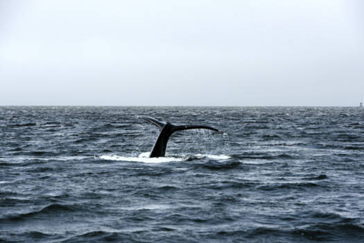 Canada - Whale!