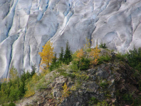 Canada - Autumn on salmon glacier