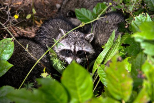 Vancouver - The eyes of a Raccoon