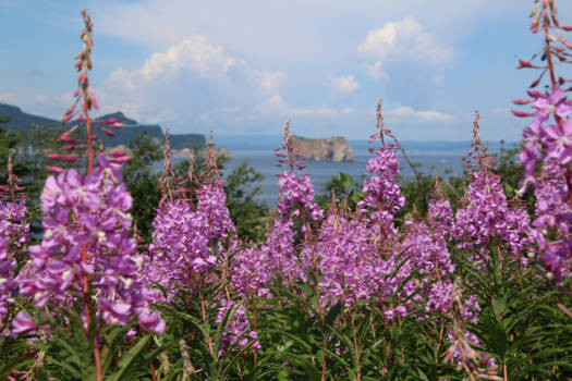 Canada - Naturparc de bonaventure