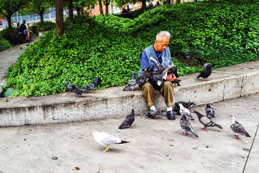 Montréal - Duivenman in een park in Montreal, Canada