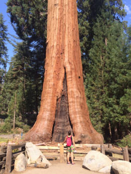Verenigde Staten - Big tree (Sequoia National Park) California