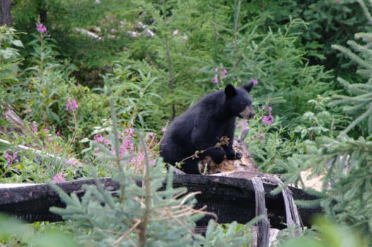 Banff National Park - in the footprint of the black bear