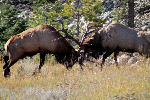 Jasper National Park - Vechtende bulls in Jasper park, Canada!