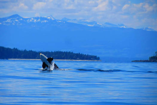 Campbell Rivier - Springende orca tijdens onze tocht in Campbell River.