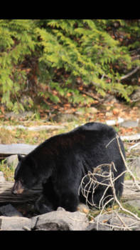 Canada - Beren spotten in blue river
