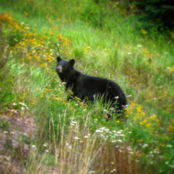 Algonquin provincial park