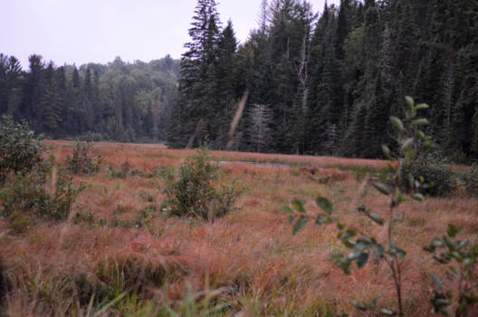 Algonquin provincial park - Prachtige kleuren