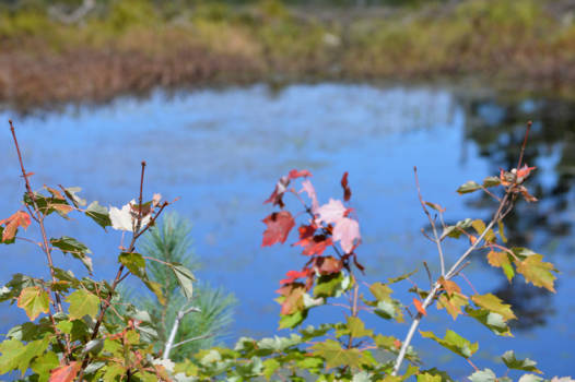 Algonquin provincial park