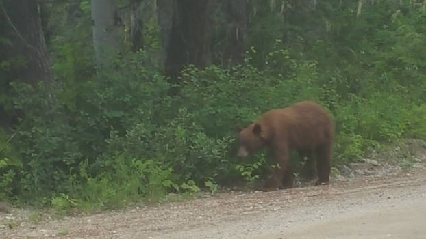 Clearwater - Cinnamon Bear