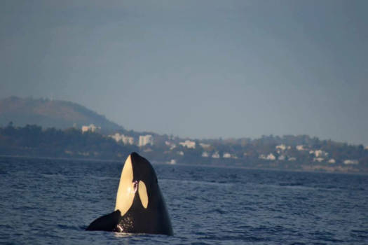 Victoria (Canada) - Orka bij Victoria