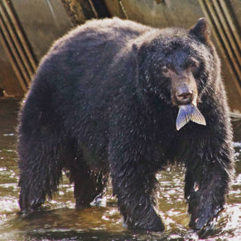 Canada - Beer bij vishatchery campbell river