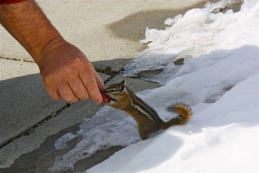 Verenigde Staten - Een geluk dat we kersen hadden.