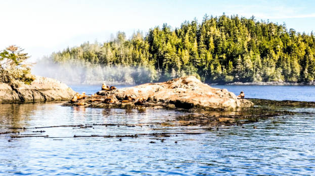 Canada - Walvissentocht