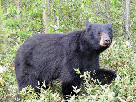 Canada - Beer langs de Icefields Parkway