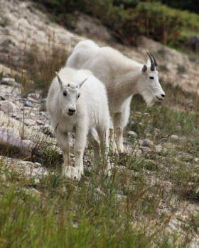 Canada - Oog in oog met wildlife op de Icefields Parkway