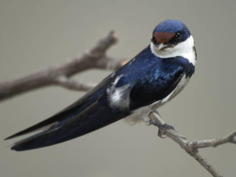 Canada - Zuid Afrika 2008, gewoon in de natuur <3