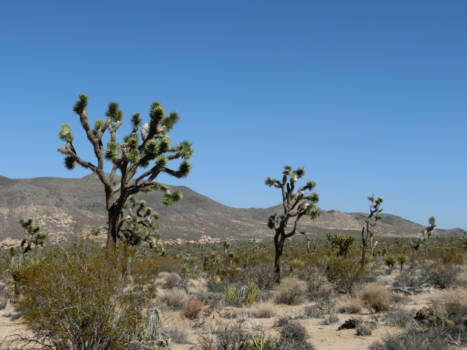 Verenigde Staten - Joshua Tree National Park