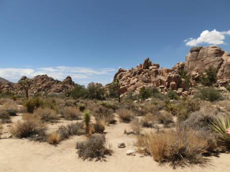 Verenigde Staten - Landschap Joshua Tree Park