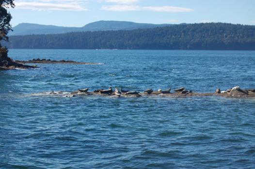 Canada - Genieten van de prachtige natuur in Vancouver