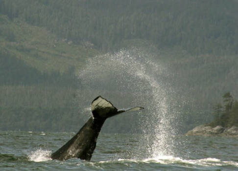 Vancouver Island - Prachtige walvis....