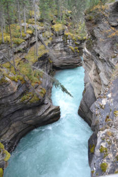 Jasper National Park - Canadian Creek