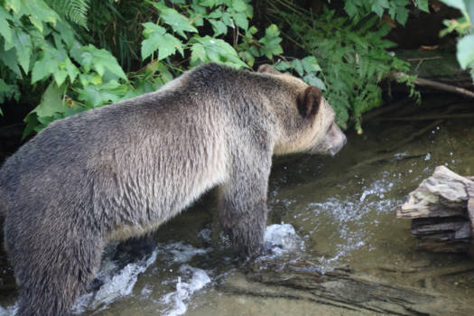 Banff National Park - Te dichtbij........
