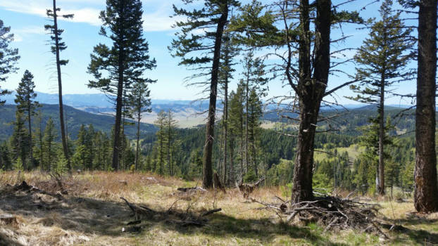 Canada - Uitzicht foothills Rocky Mountains