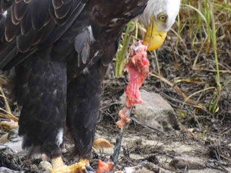 Canada - Natuur op zijn best!  Dinner (salmon) time!