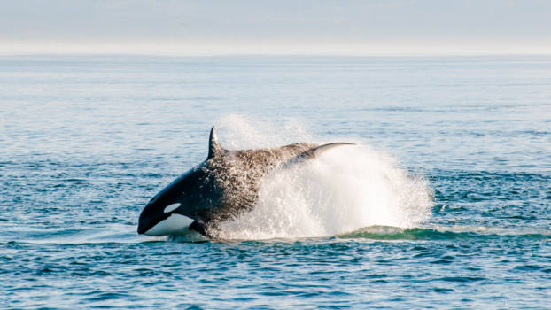 Canada - Jagende Orka
